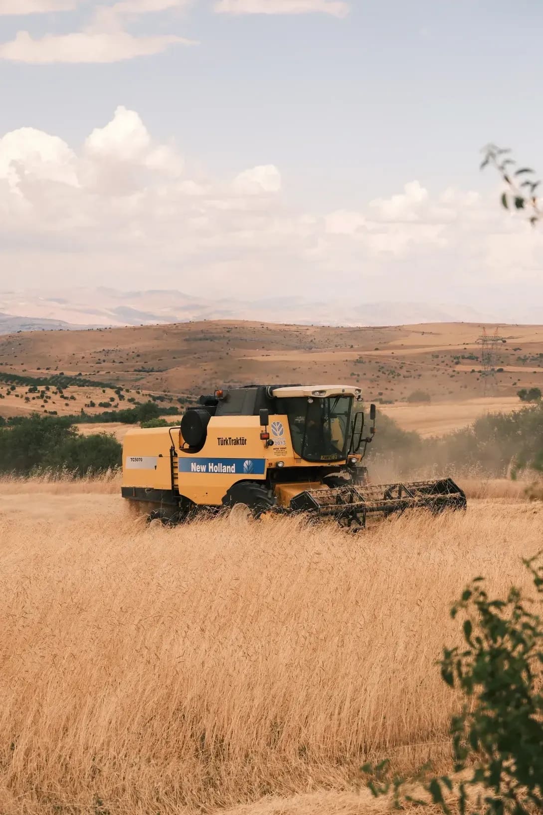 Greenfield Harvest 3