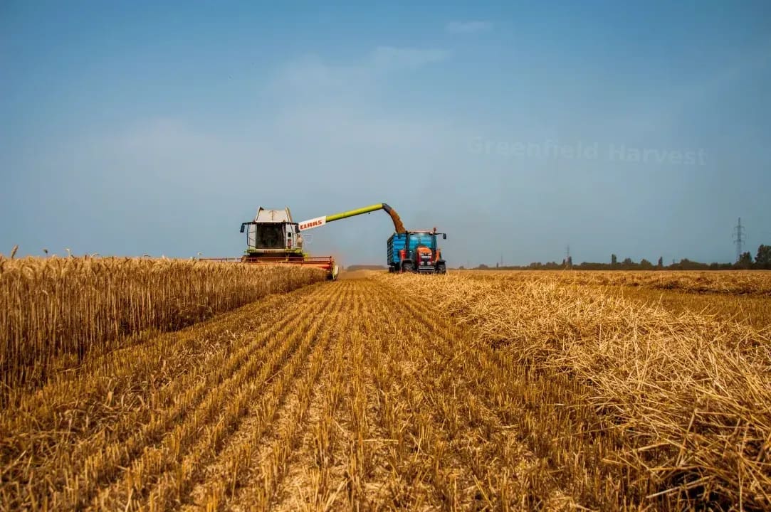 Greenfield Harvest 4