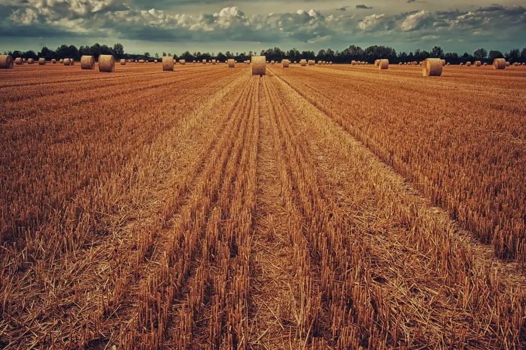 Greenfield Harvest 9