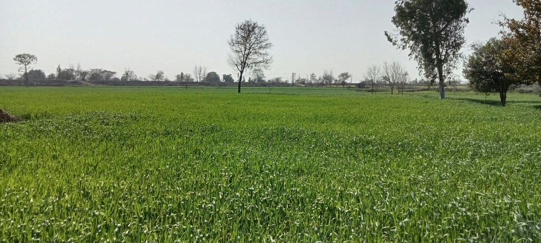 Soil testing and nutrient management